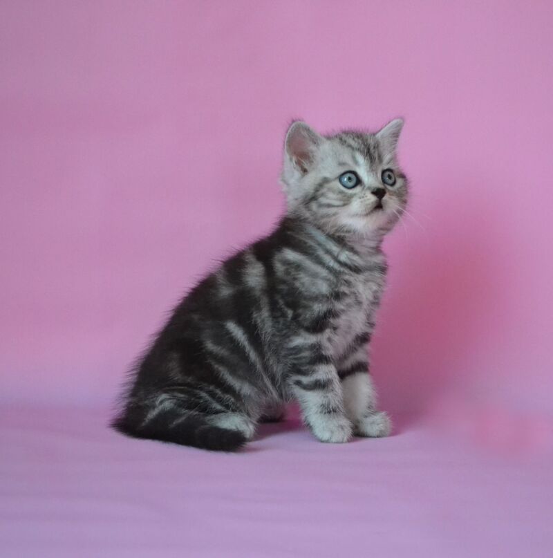 Mark Scottish Straight male, black silver tabby