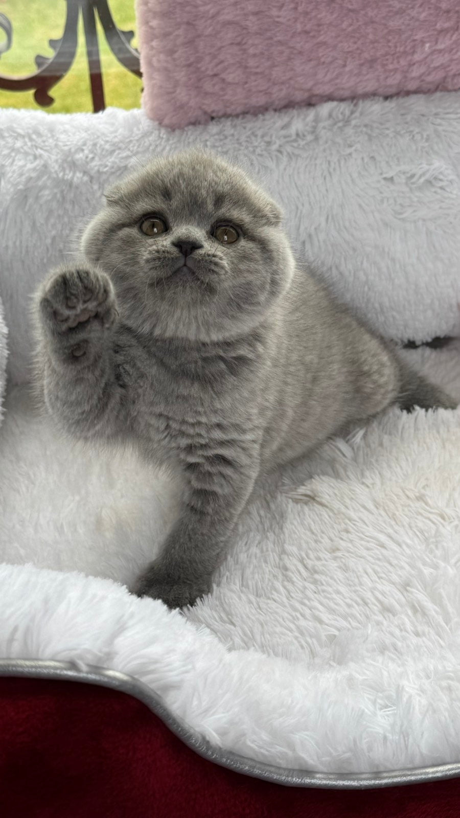Yara Scottish Fold female, blue