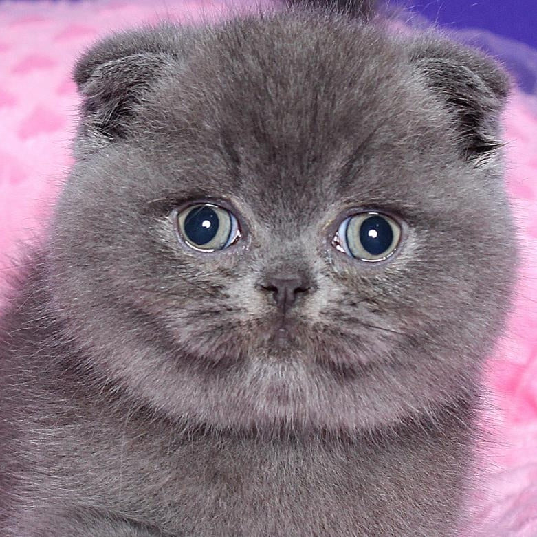 Kolt Scottish Fold male, blue