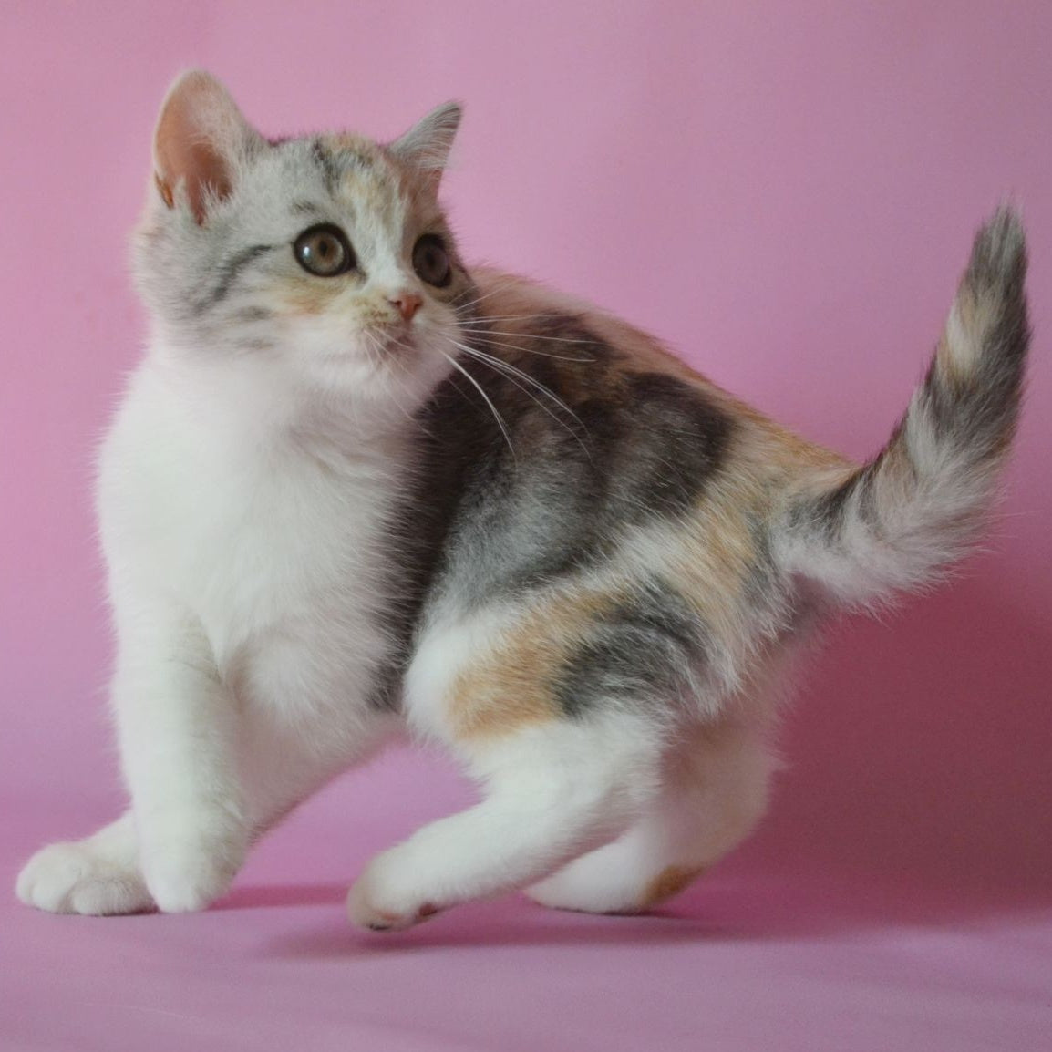Samanta Scottish Straight female, black tortie silver tabby bicolour