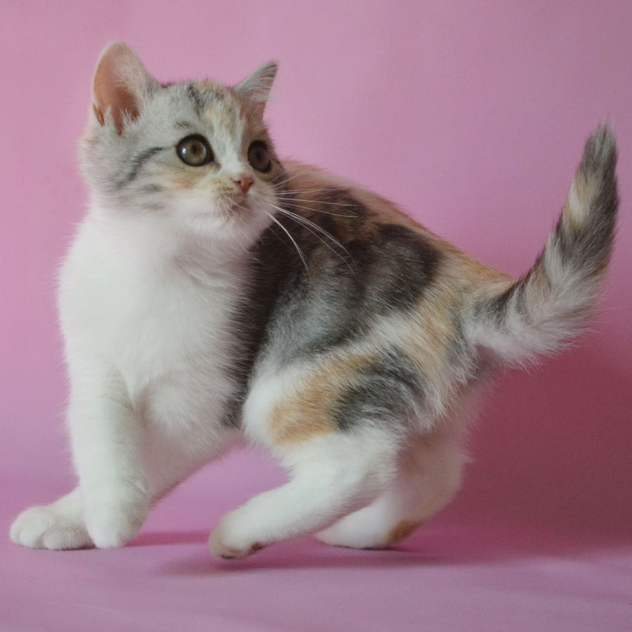Samanta Scottish Straight female, black tortie silver tabby bicolour