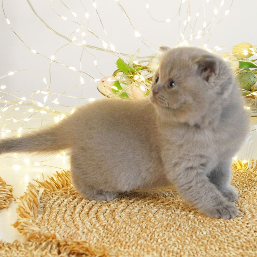 Perl British Shorthair female, lilac