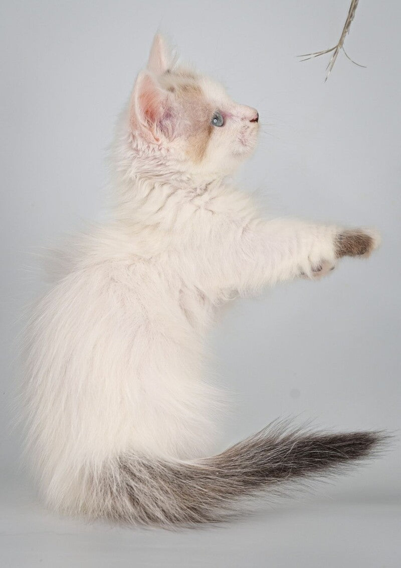 Yogurt Munchkin male, seal pointed van