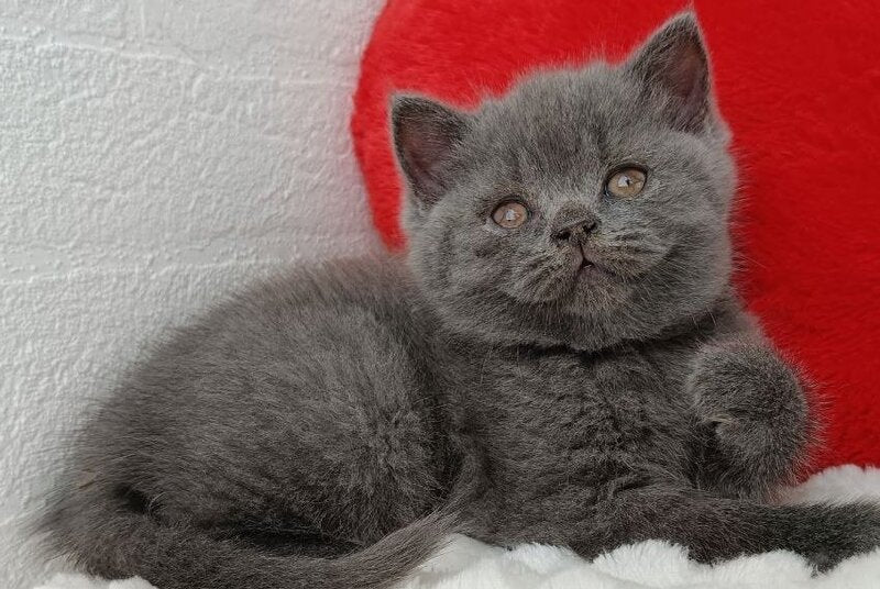Willow Scottish Straight female, blue