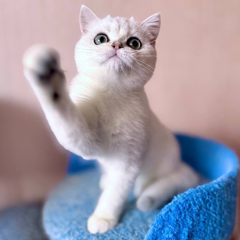 Zefir British Shorthair male, black silver shaded
