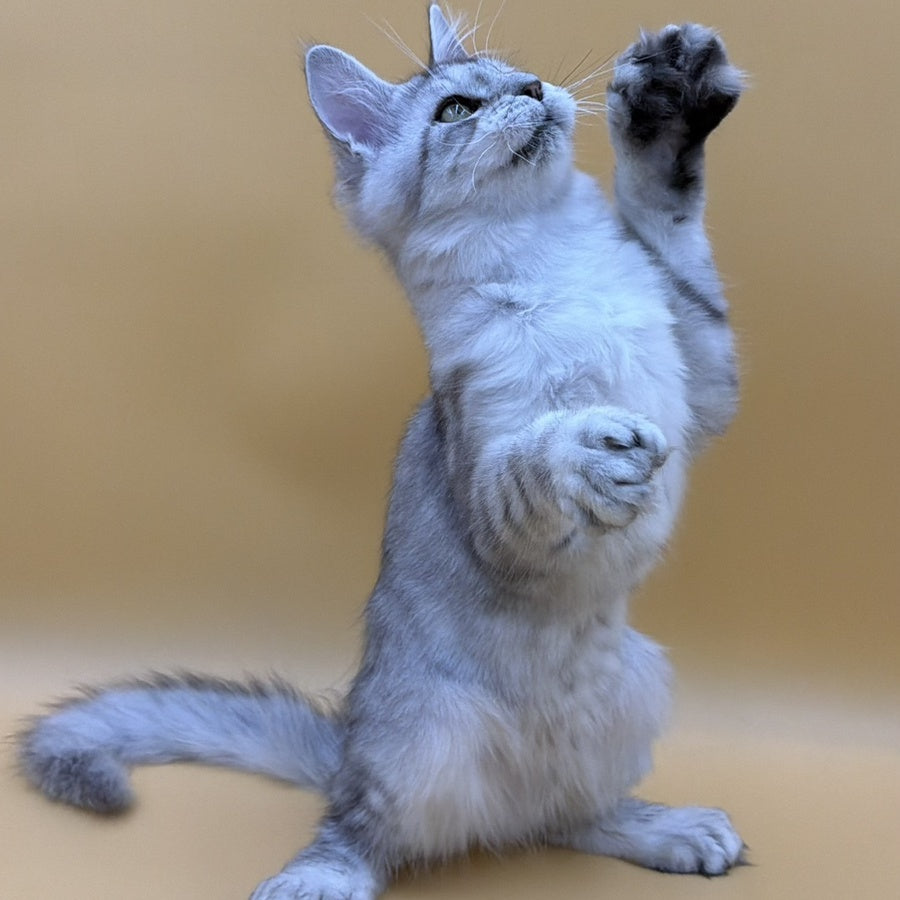 Michelina Maine Coon polydactyl 6x6x6x6 female, black silver spotted tabby