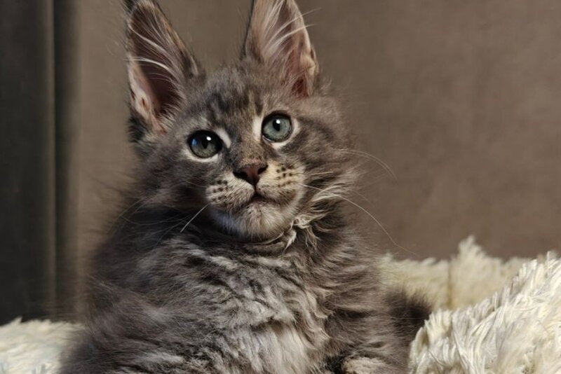 Skywalker Maine Coon male blue silver tabby - live animals