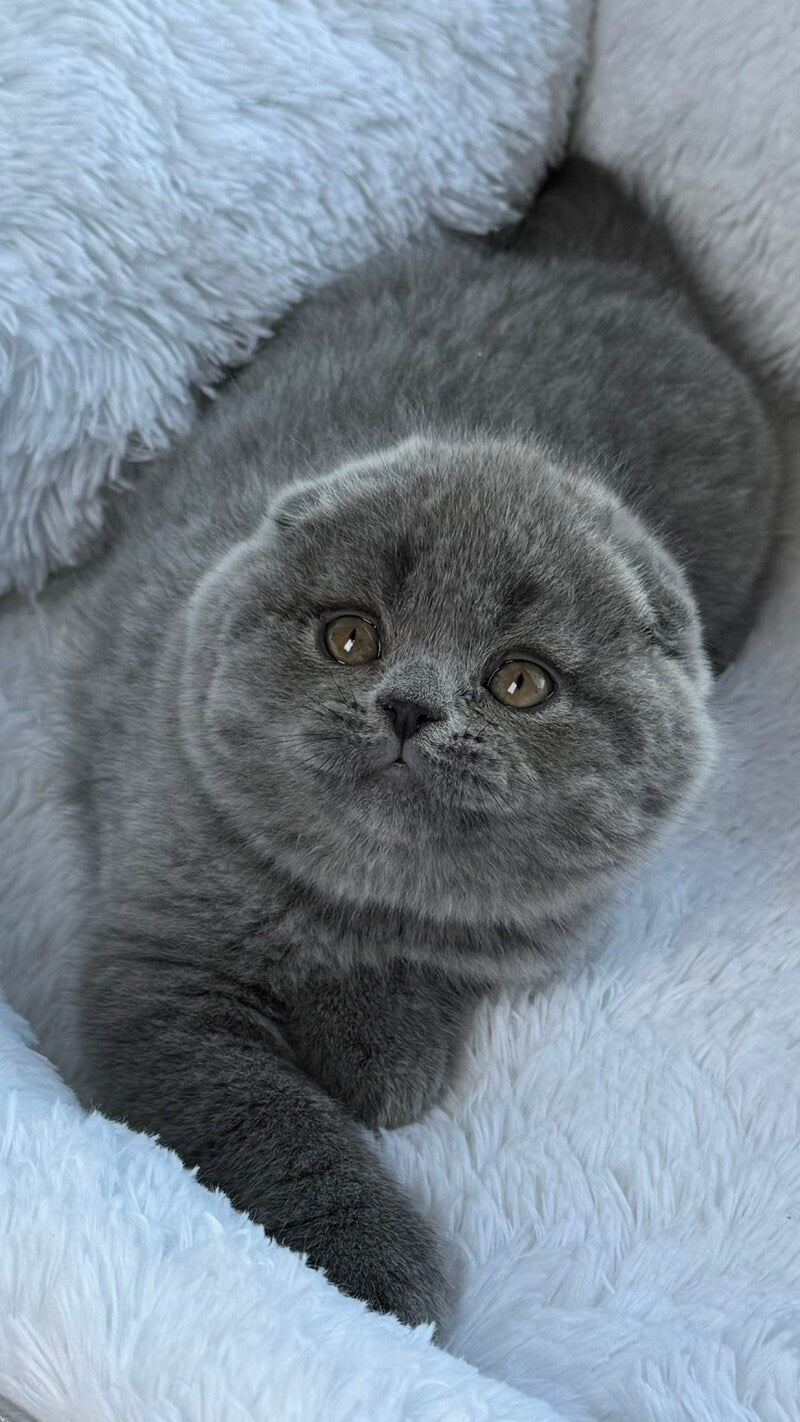 Yasir Scottish Fold male, blue