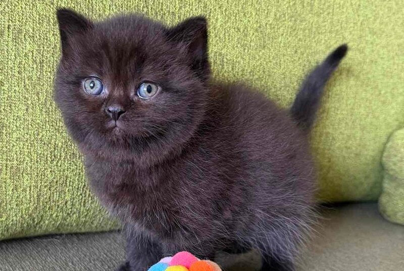 Barny Scottish Straight male black - live animals