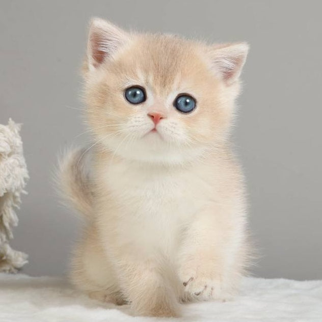 Yasha British Shorthair male, blue golden chinchilla