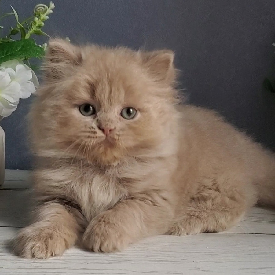 Finyk British Longhair male, fawn