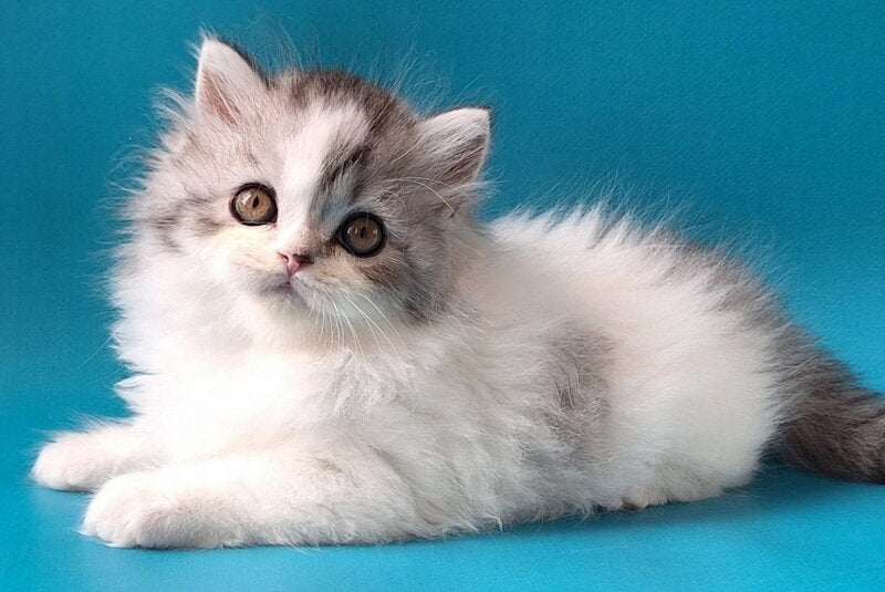 Xeno Scottish Straight male, black silver tabby harlequin
