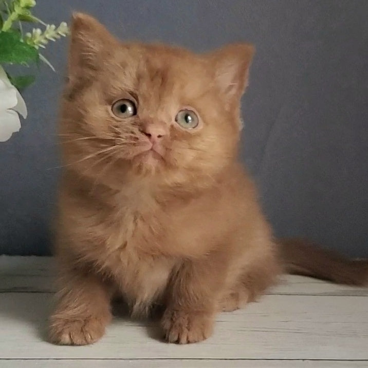 Fiona British Shorthair female, cinnamon