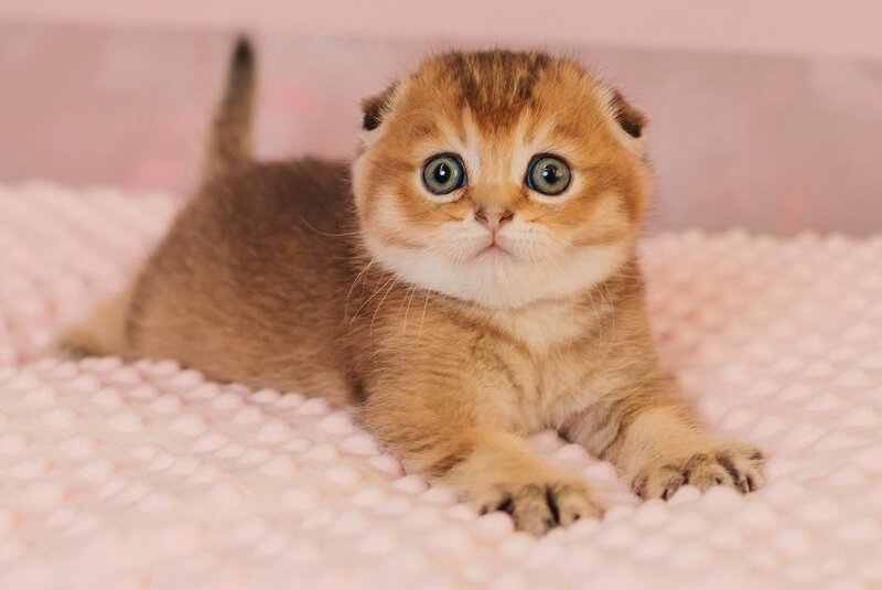 Velur Scottish Fold male, black golden ticked tabby