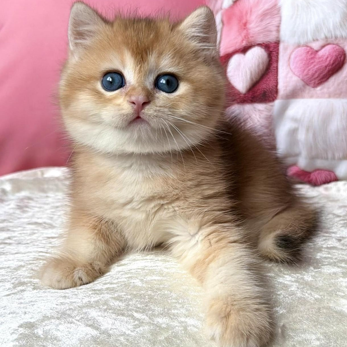 Fantic British Shorthair male, black golden chinchilla