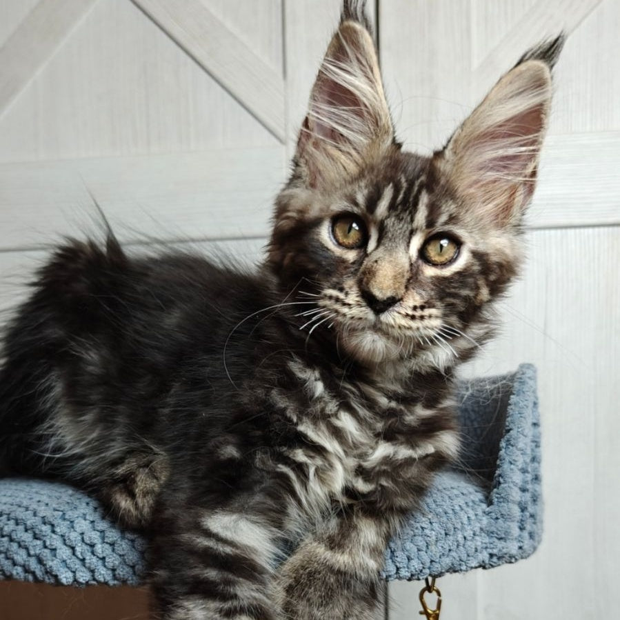 Zorro Maine Coon polydactyl 6x6x6x6 male, black silver tabby