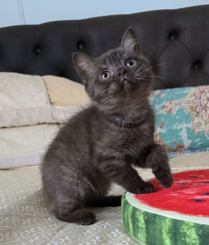 Balu Scottish Straight male, chocolate