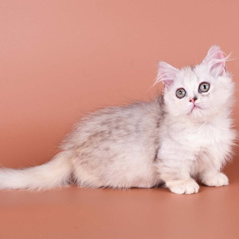 Gerda Munchkin female, black tortie silver shaded bicolour