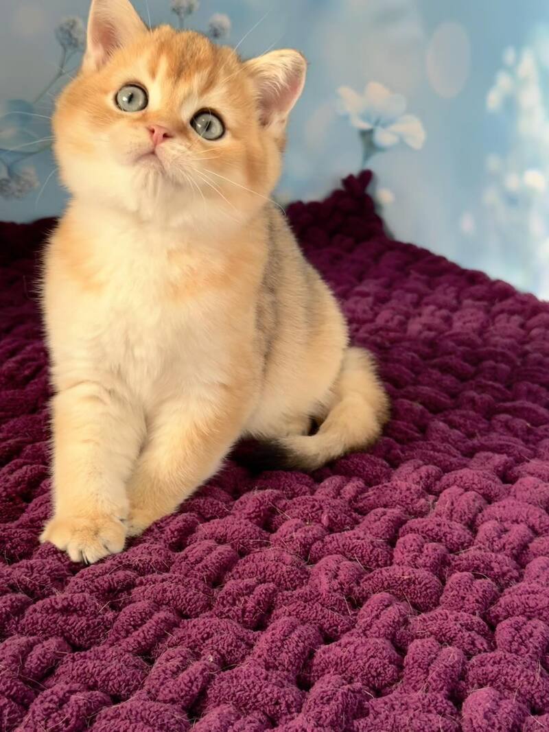 Fox Scottish Straight male, black golden shaded