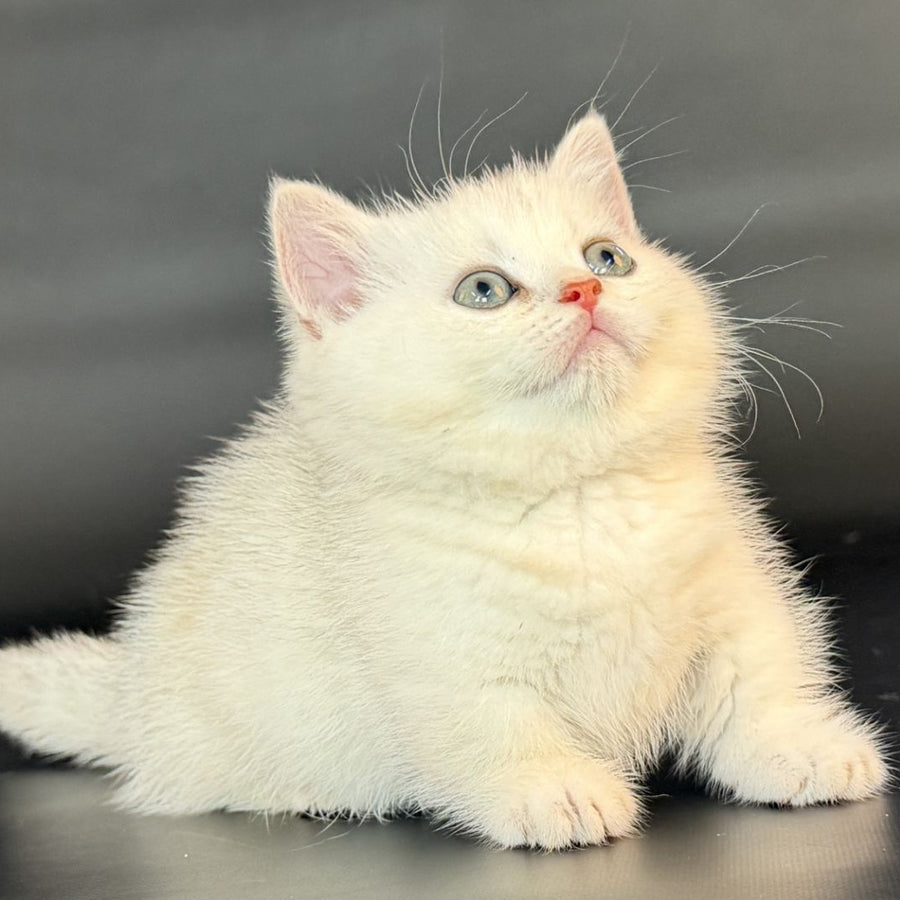 Riley Munchkin male, black silver shaded