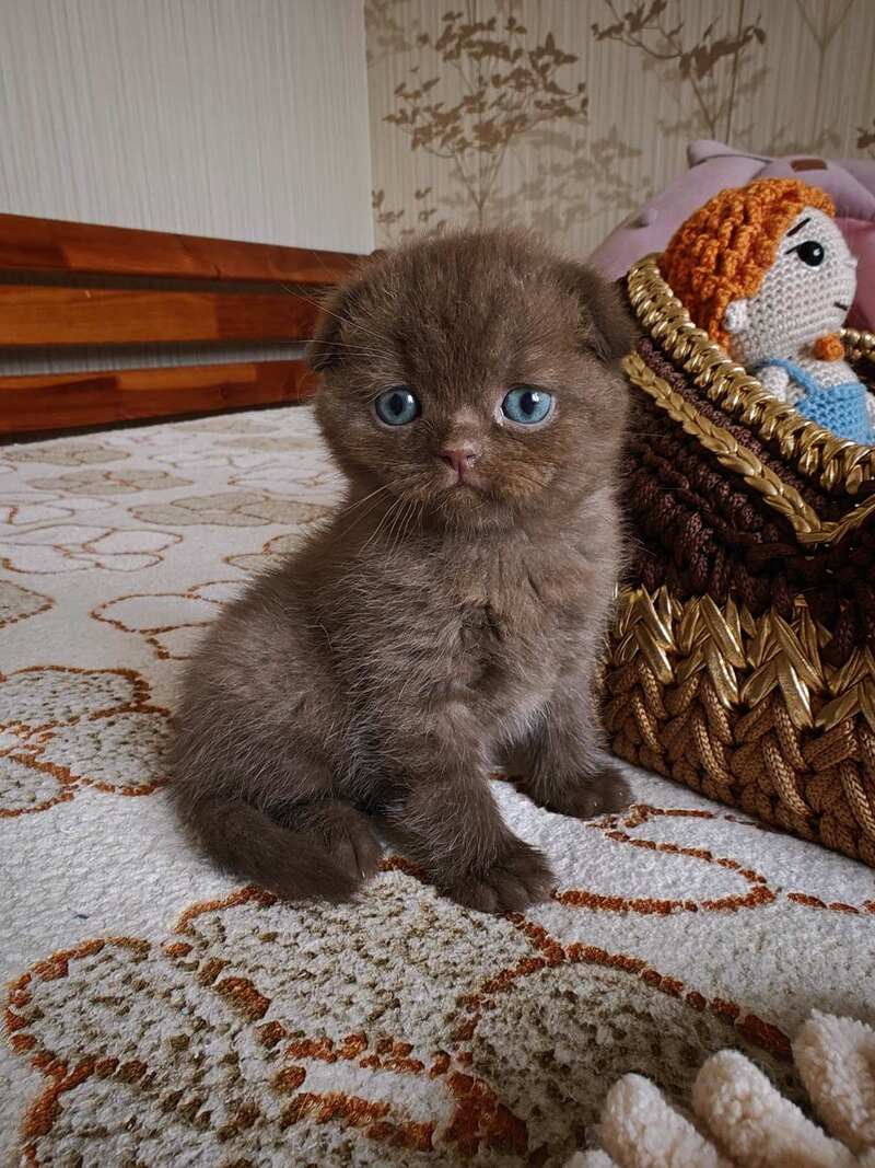 Unikum Scottish Fold male, chocolate