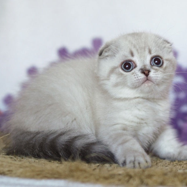 Uty Puty Scottish Fold male, black shaded pointed
