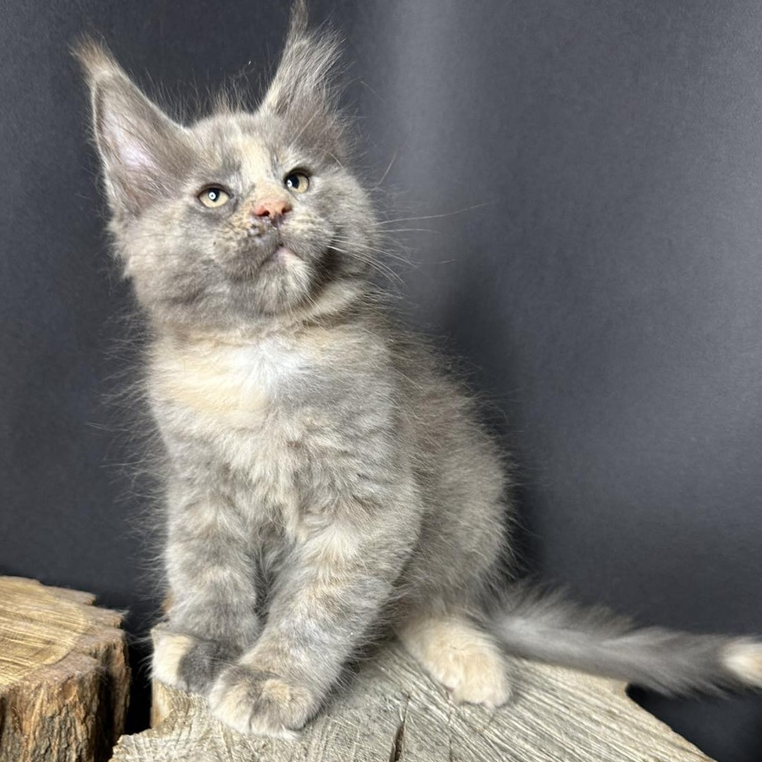 Petunia Maine Coon female, blue tortie with white