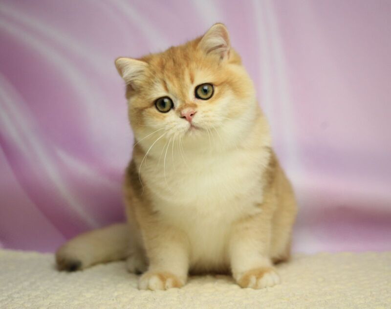 Baton British Shorthair male, black golden chinchilla