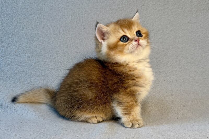 Lumiq Munchkin male black golden ticked tabby - live animals