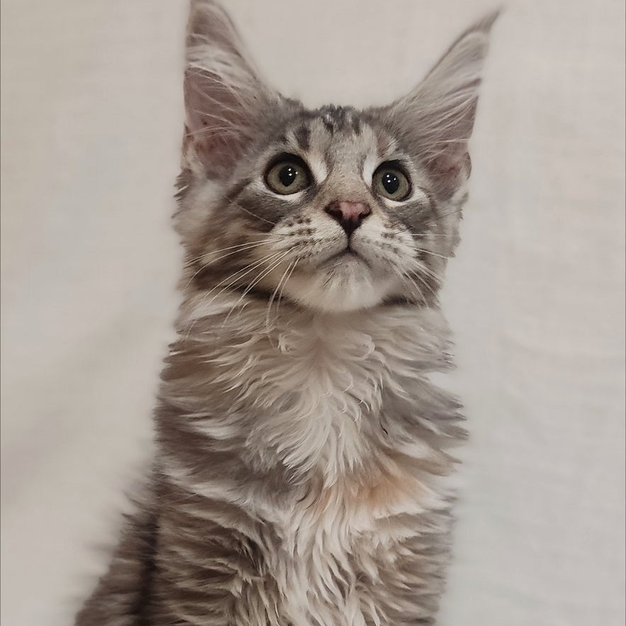 Karamelka Maine Coon female, black tortie silver
