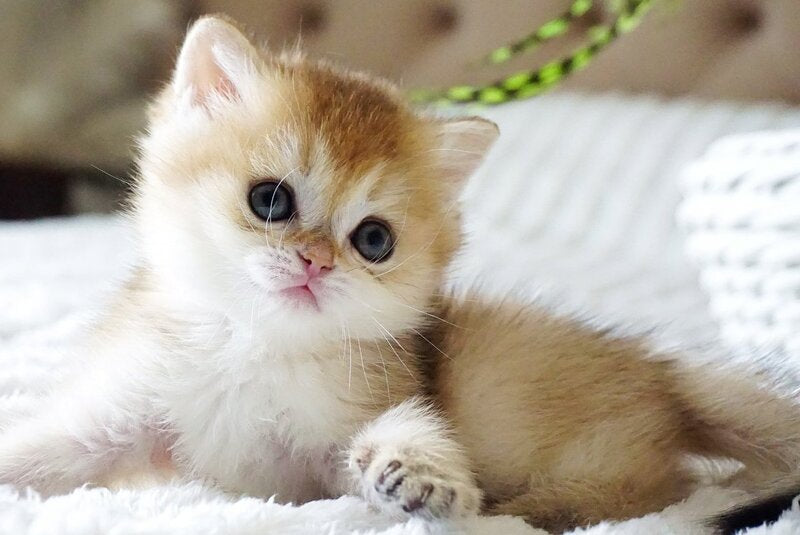 Emily British Shorthair female, black golden shaded