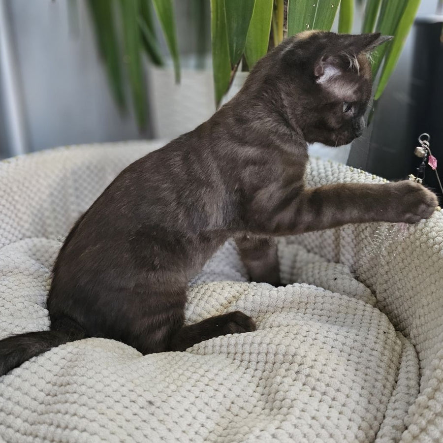 Versace Bengal male, black spotted tabby pointed