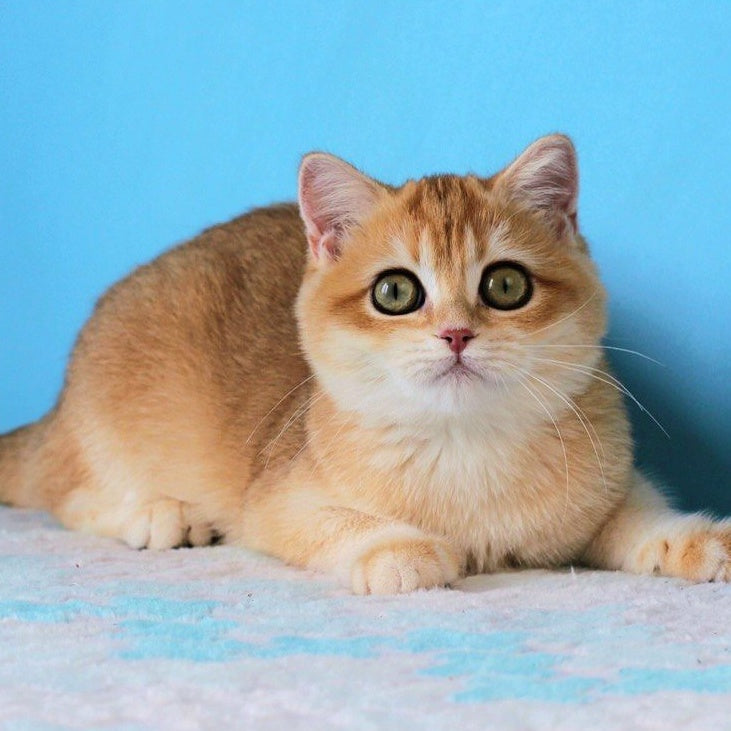 Robert British Shorthair male, black golden shaded