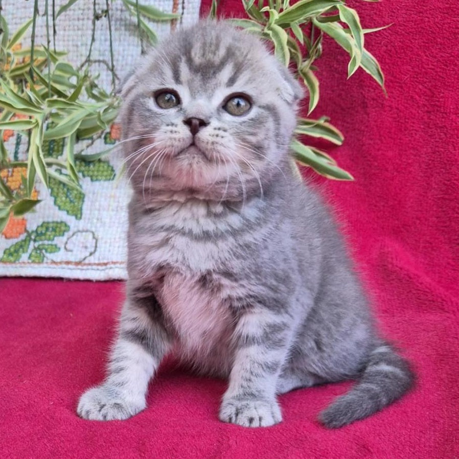 Molly Scottish Fold female, blue tabby