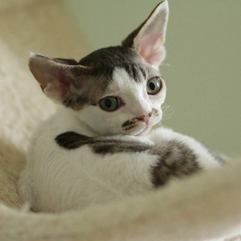 Ophelia Devon Rex female, black spotted tabby bicolour