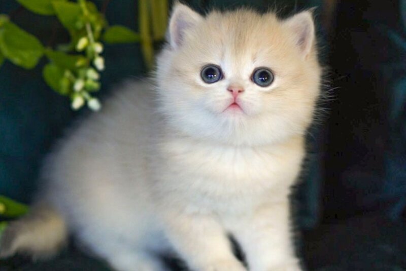 Onix British Shorthair male blue golden shaded - live animals