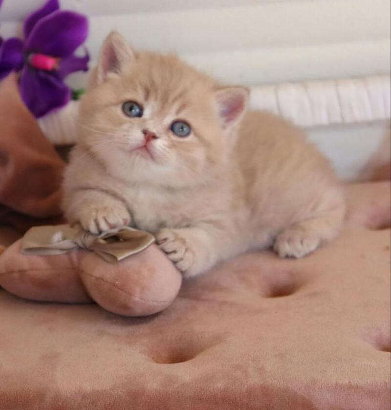 Bella British Shorthair female lilac golden shaded - live animals