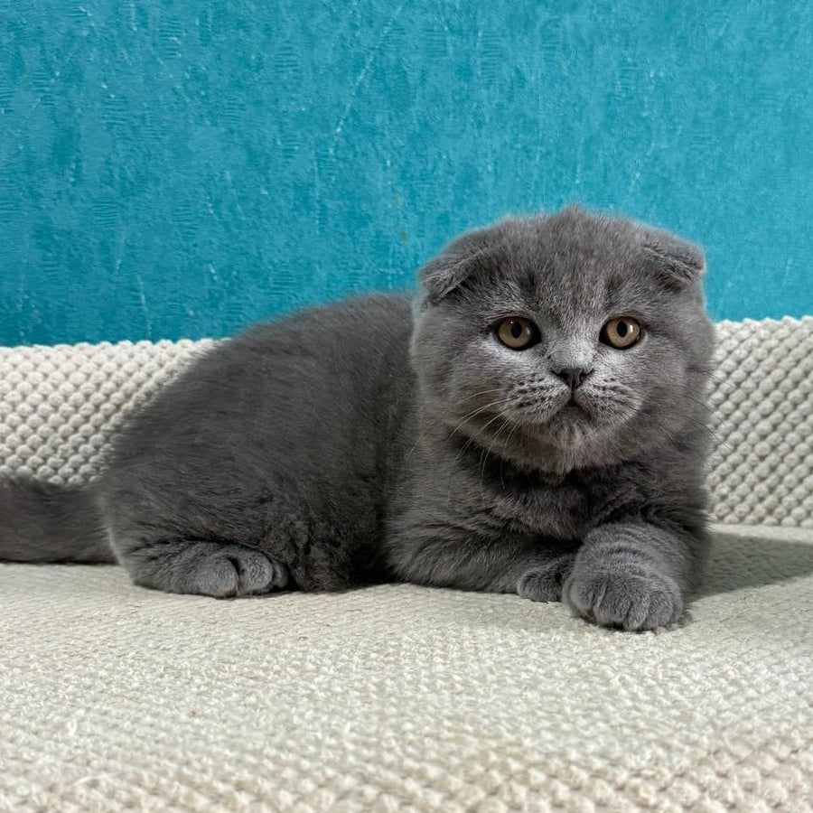 Barney Scottish Fold male, blue