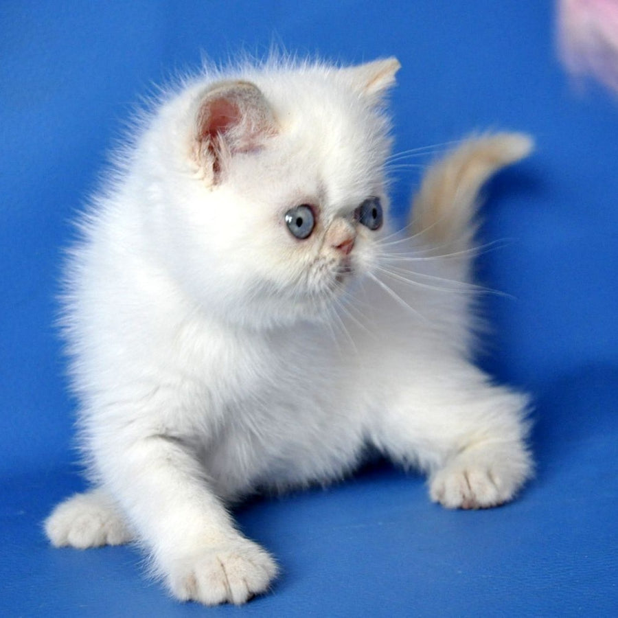 Missy Exotic female, cream pointed