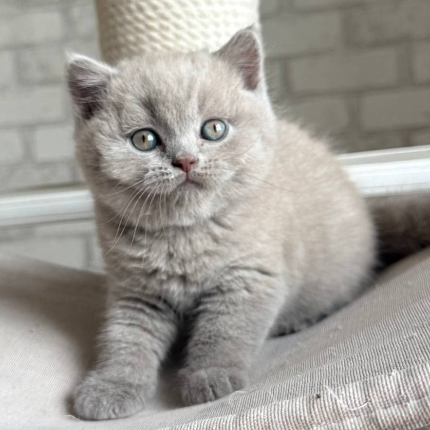 Bastian British Shorthair male, lilac