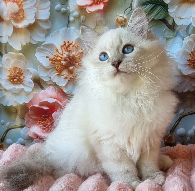 Snowy Siberian female, blue tabby pointed with white