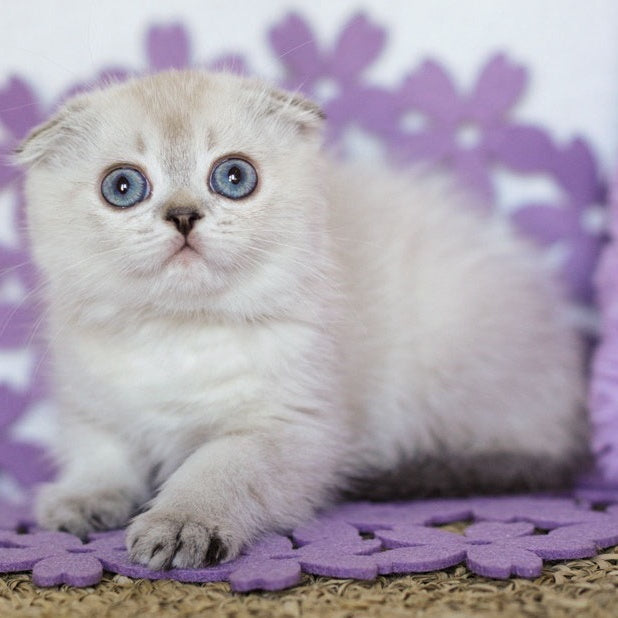 Upi Scottish Fold female, black ticked tabby pointed
