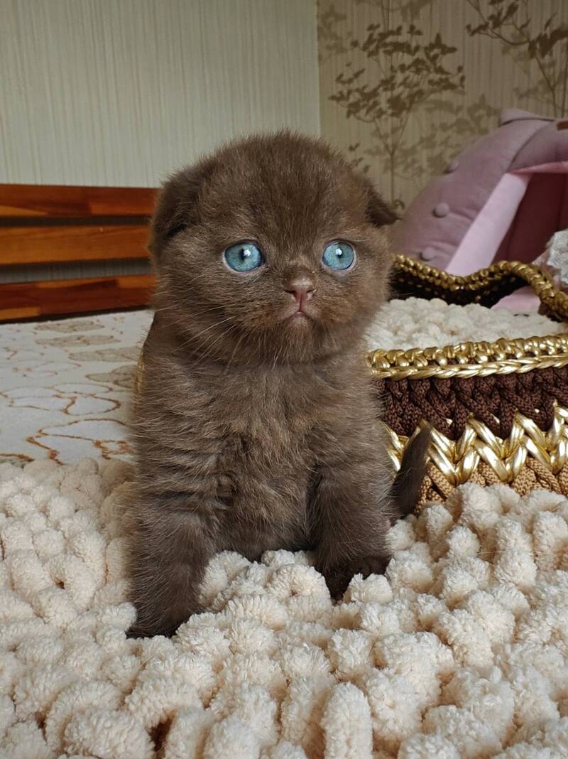 Unikum Scottish Fold male, chocolate