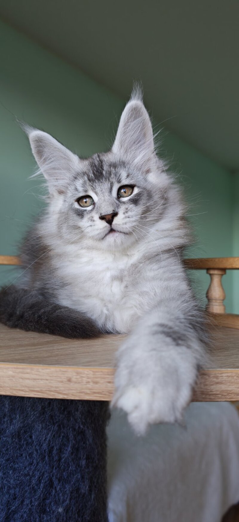 Felix Maine Coon male, black silver ticked tabby