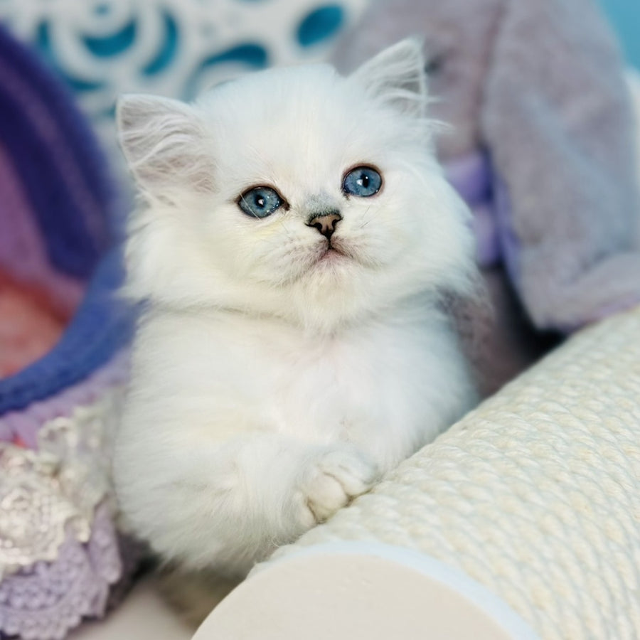 Arctic Scottish Straight male, black silver chinchilla pointed
