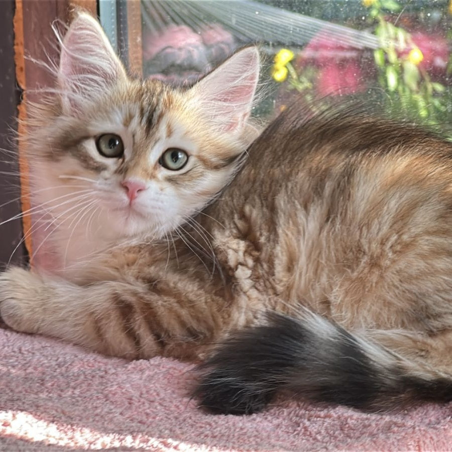 Yukon Siberian male, black golden tabby