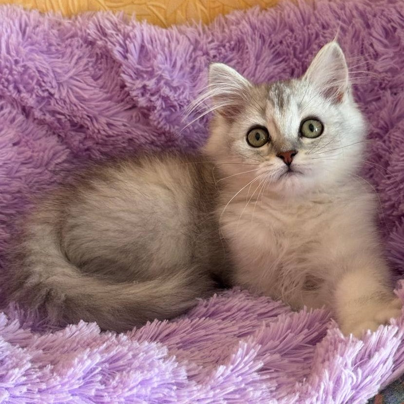 Smoky British Shorthair male, black silver chinchilla
