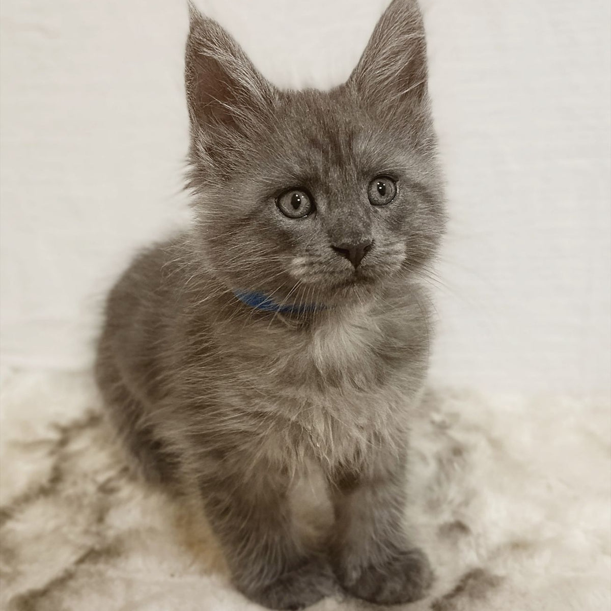 Fox Maine Coon male, blue silver