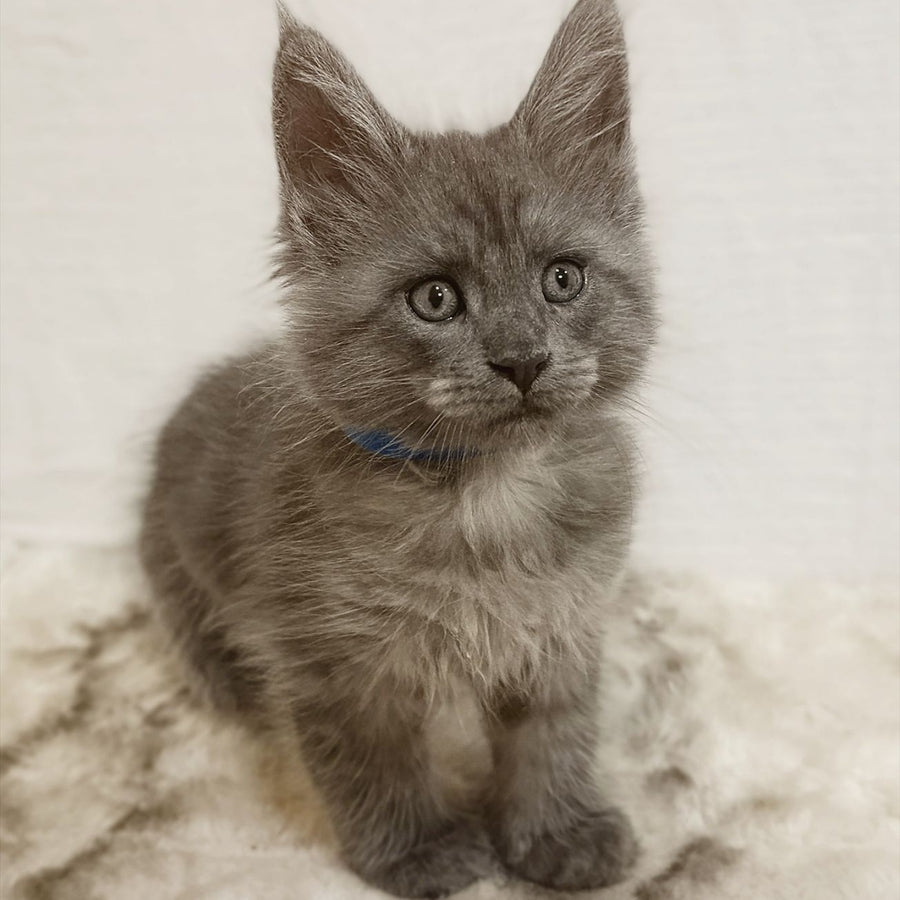 Fox Maine Coon male, blue silver