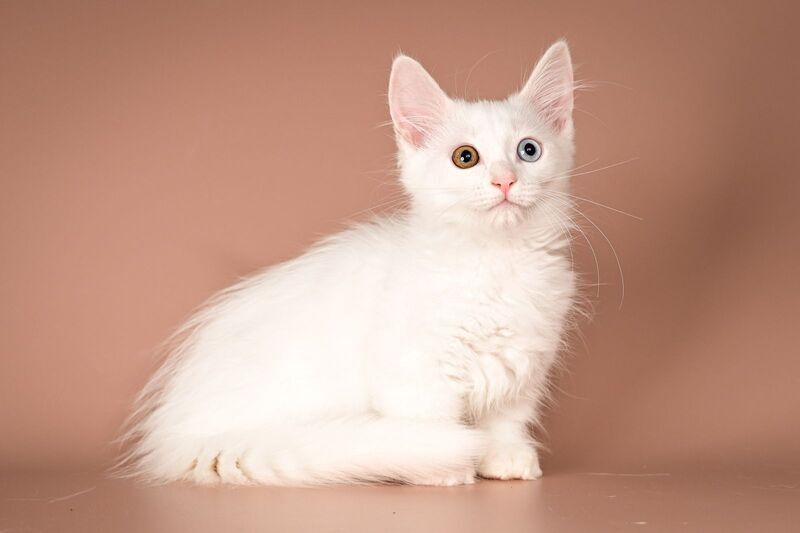 Amina Munchkin female, white